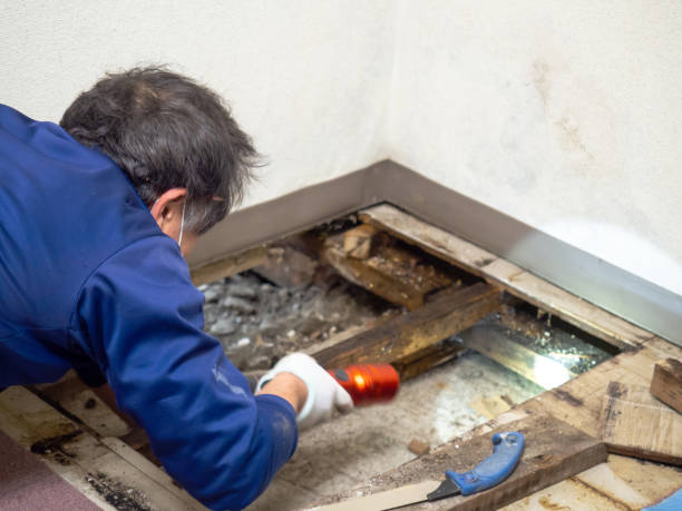 Certified Mold Removal in Tipton, CA