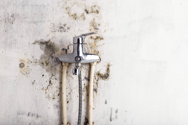 Best Mold Removal Company Near Me  in Tipton, CA