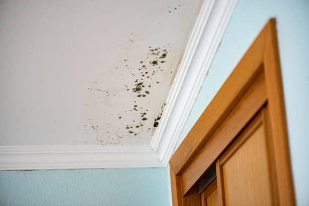 Best Attic Mold Removal  in Tipton, CA