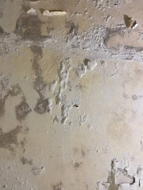 Best Mold Remediation Experts  in Tipton, CA