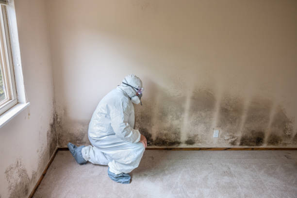 Best Fast Mold Removal  in Tipton, CA