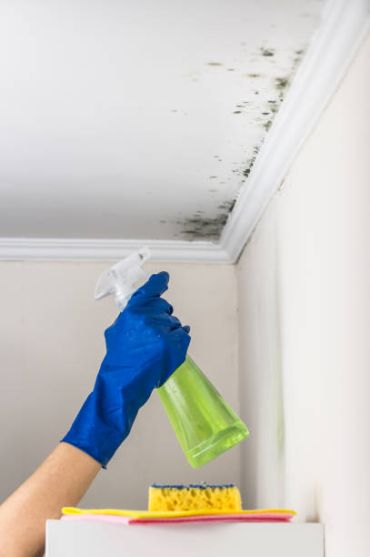 Best Toxic Mold Removal  in Tipton, CA