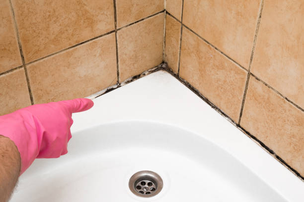 Professional Mold Removal in Tipton, CA
